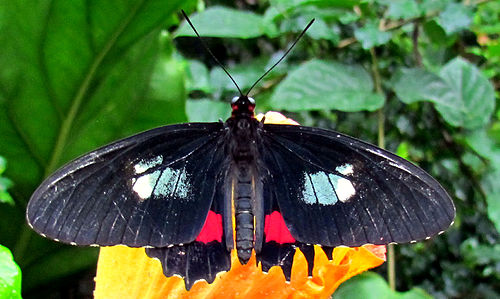 Parides iphidamas